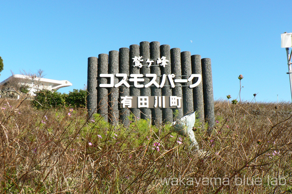 鷲ヶ峰コスモスパーク 有田川町