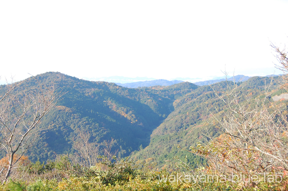 鷲ヶ峰コスモスパーク 絶景スポット