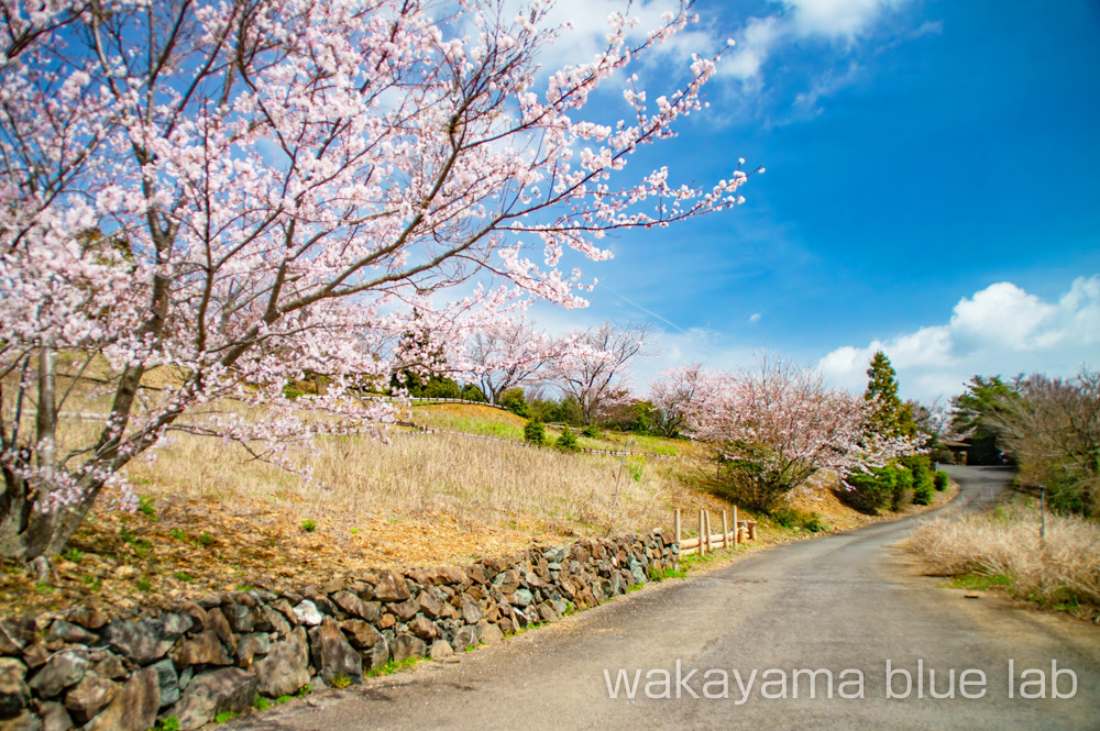 鷲ヶ峰コスモスパーク 桜の名所 桜スポット