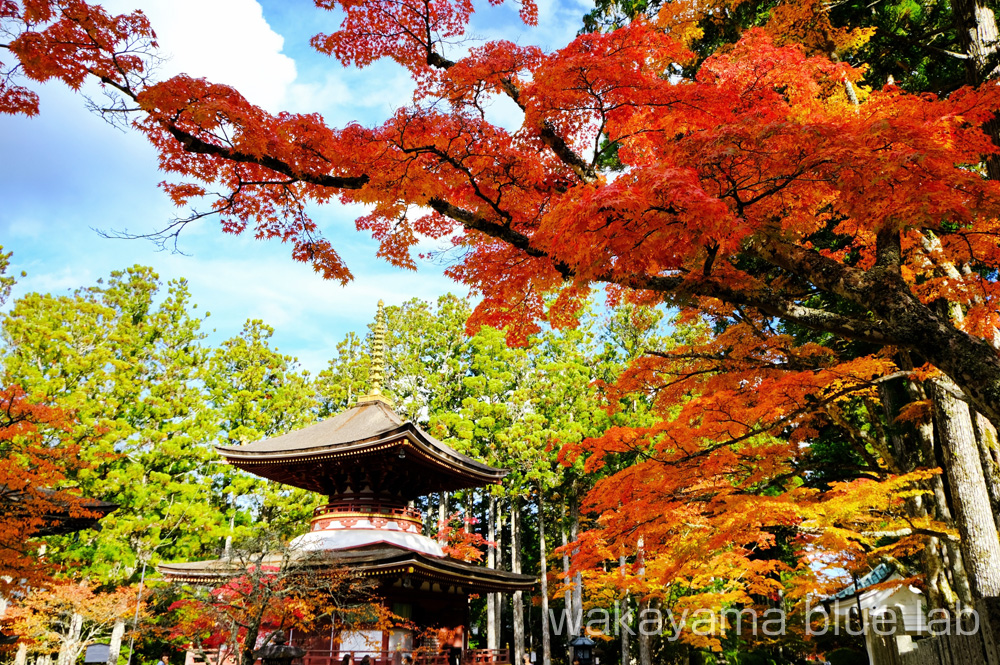 高野山 紅葉