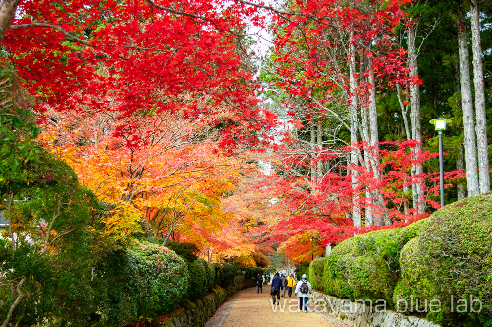 高野山 紅葉 蛇腹路 写真