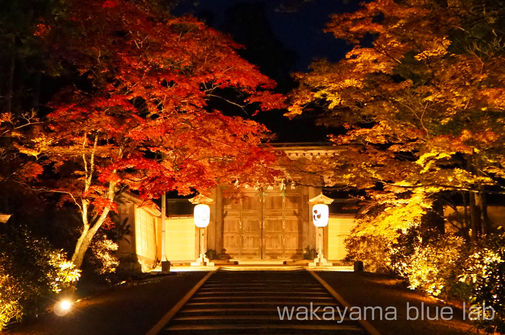 高野山 紅葉 ライトアップ