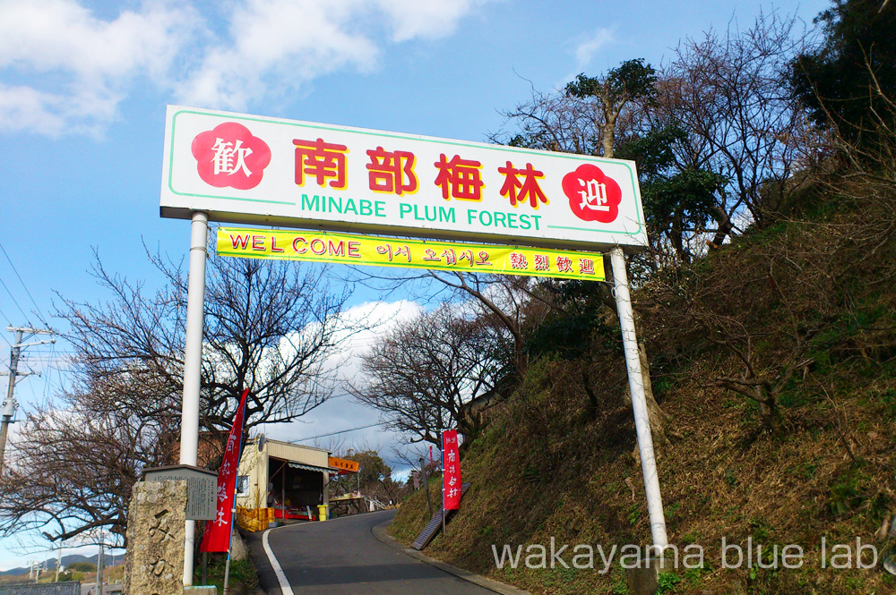 南部梅林 和歌山県みなべ町