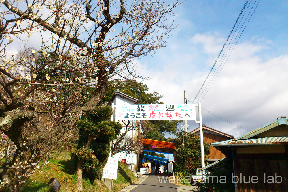 南部梅林 和歌山県みなべ町 入場口