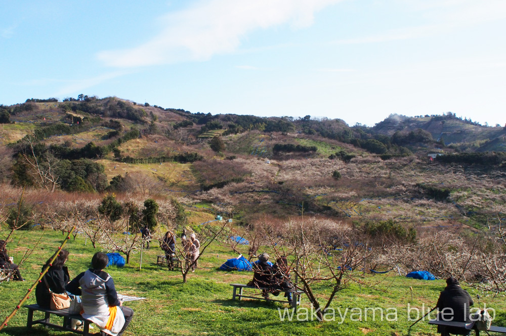 南部梅林 和歌山県みなべ町 観梅