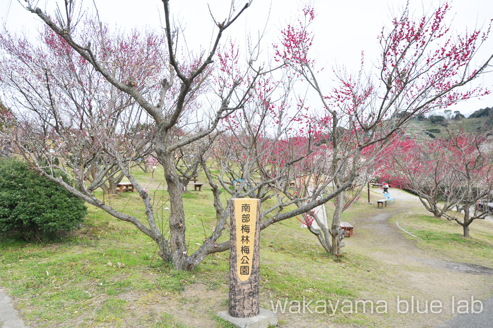 南部梅林梅公園 和歌山県みなべ町