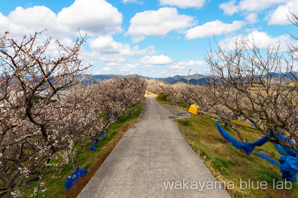 南部梅林 和歌山県みなべ町 コース