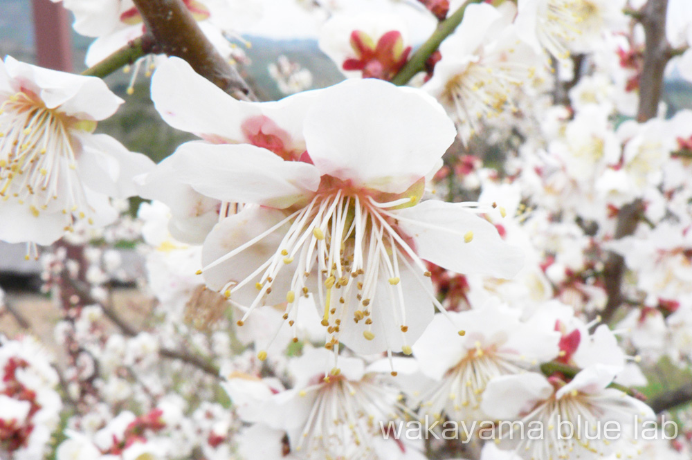 南部梅林 和歌山県みなべ町 梅の花