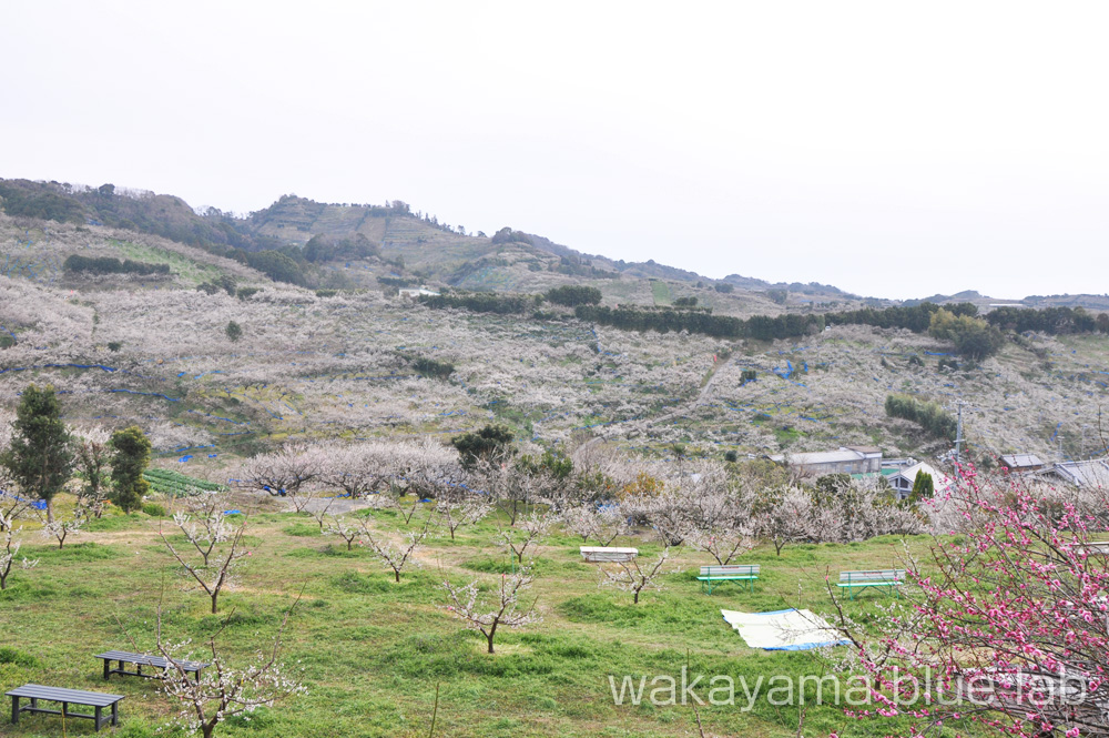 南部梅林 和歌山県みなべ町