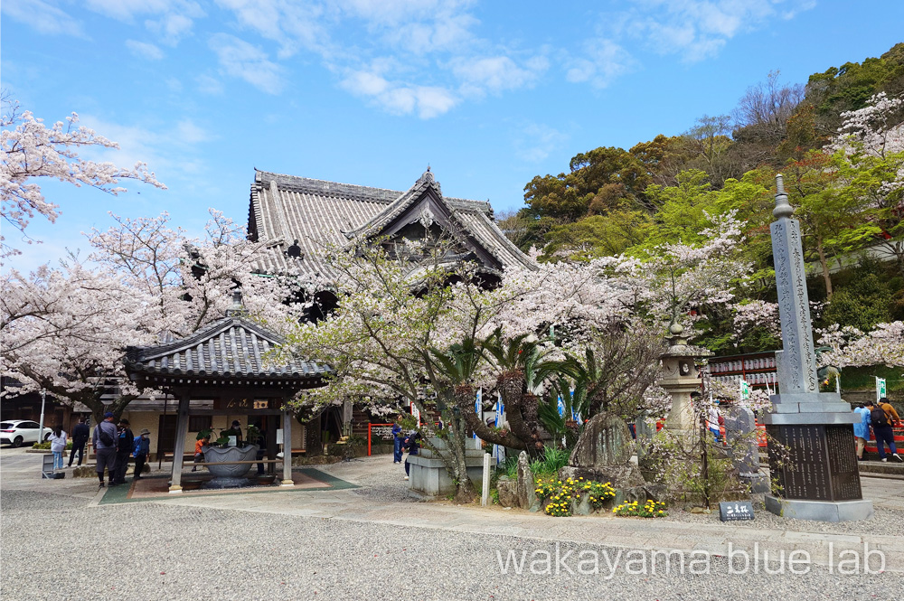 紀三井寺 桜の名所