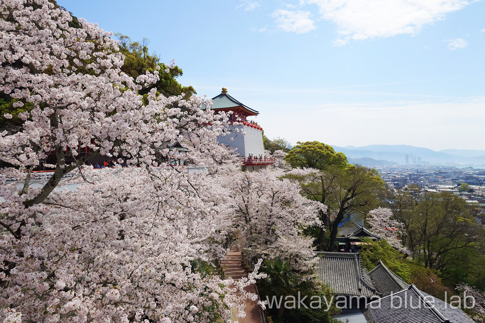 紀三井寺 景色 桜