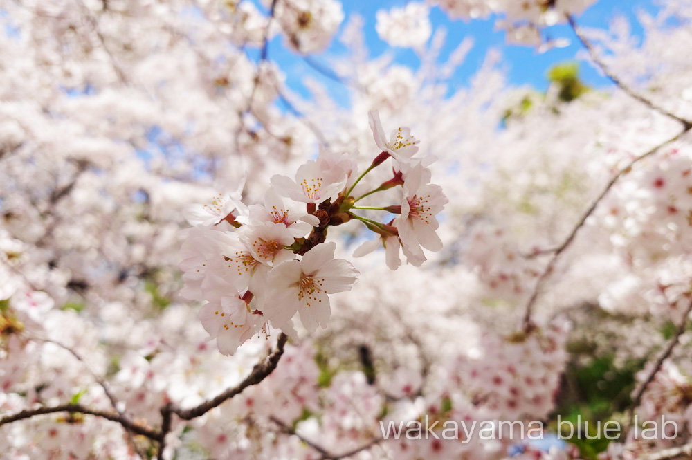 紀三井寺 桜の花