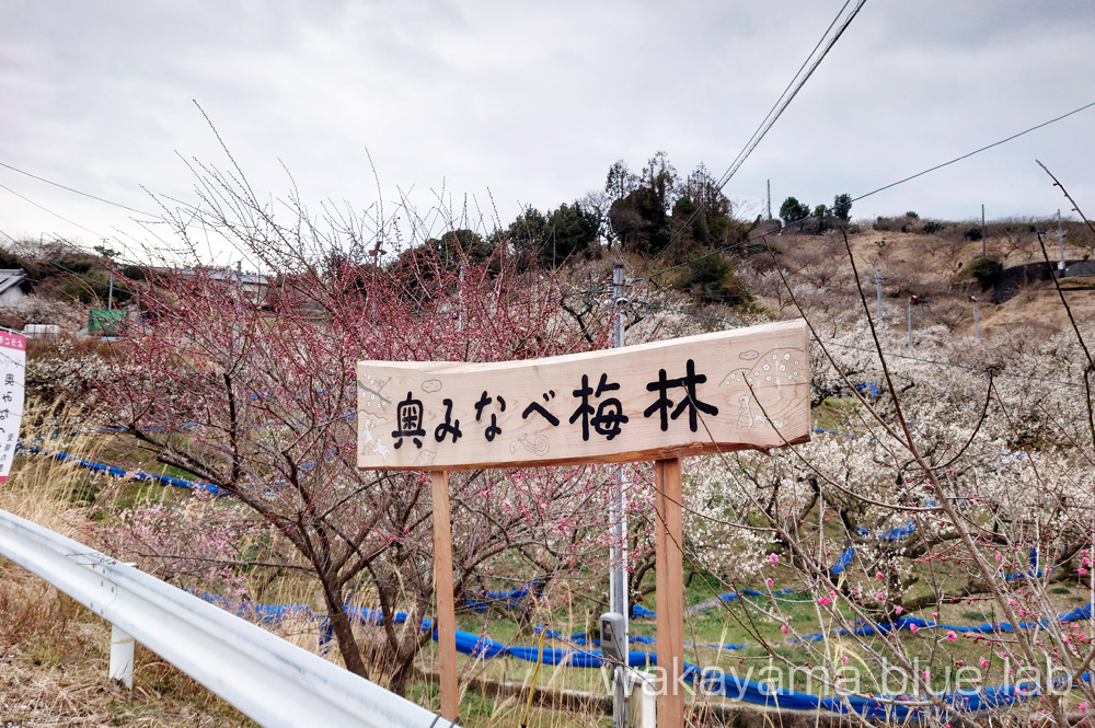 奥みなべ梅林 受領の里