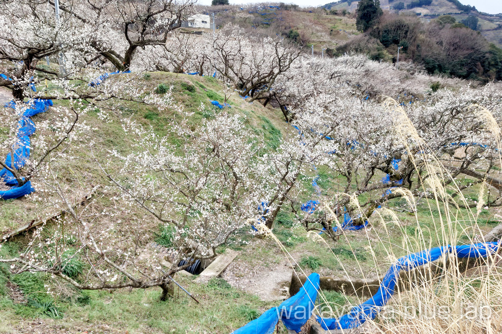 奥みなべ梅林 受領の里 梅畑