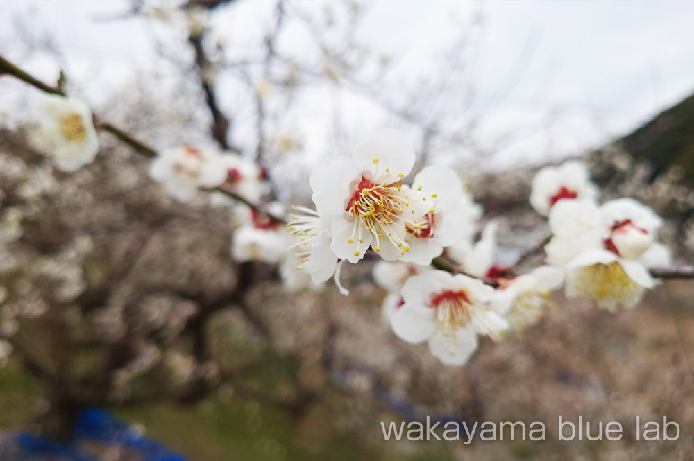 奥みなべ梅林 受領の里 梅の花