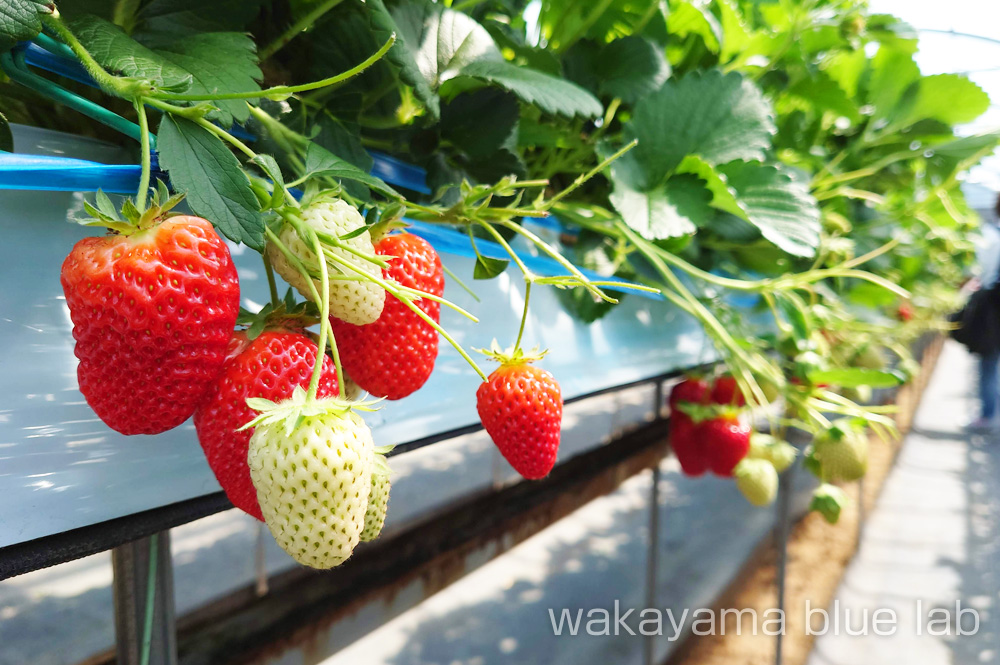 農園紀の国 いちご狩り まりひめ