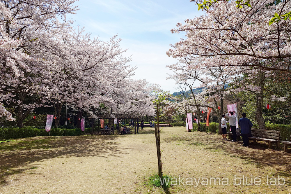 亀池公園 お花見エリア