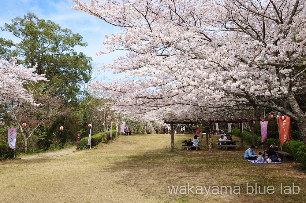 亀池公園 お花見