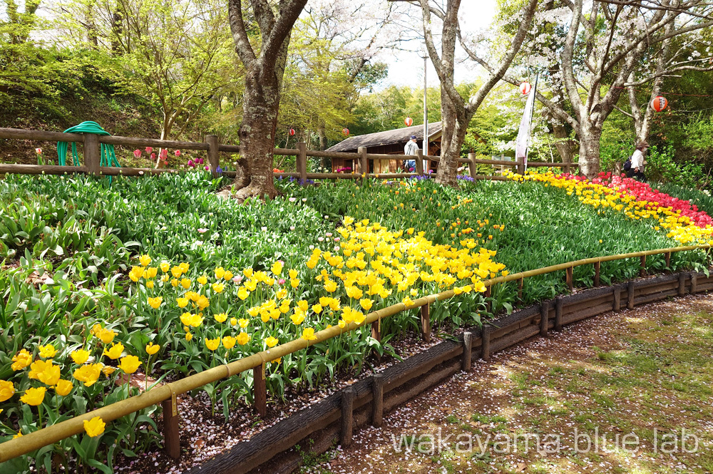 亀池公園 チューリップ