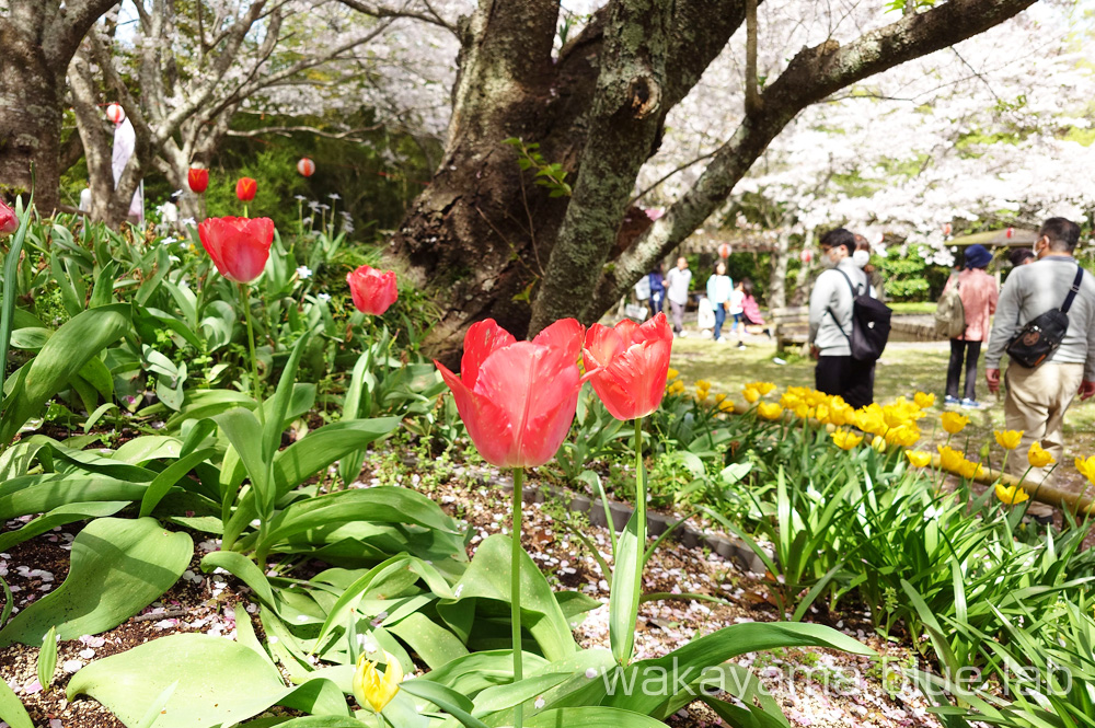 亀池公園 チューリップ