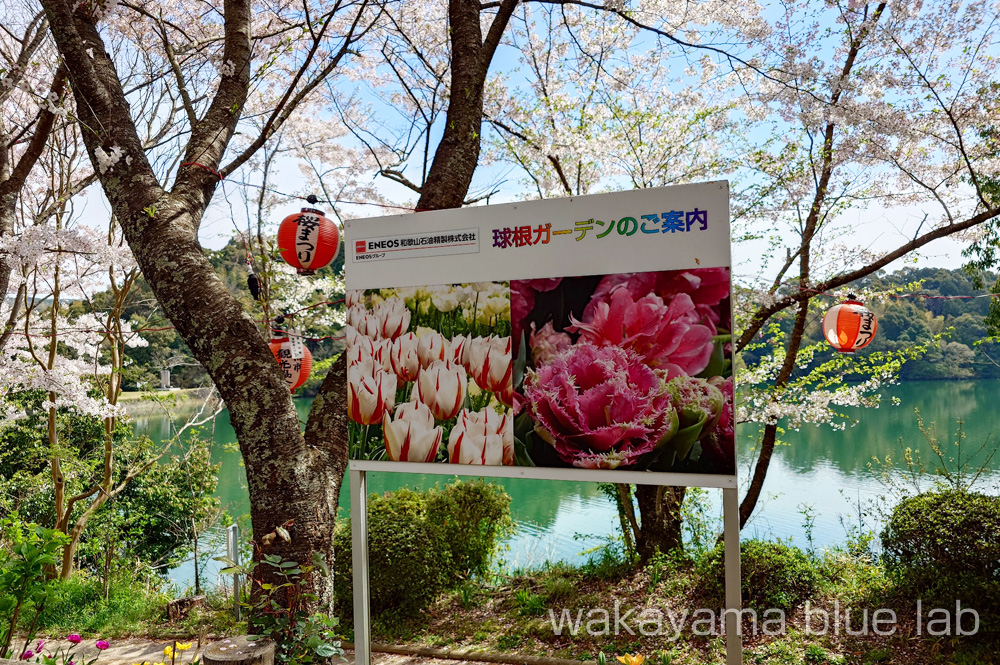 亀池公園 チューリップ