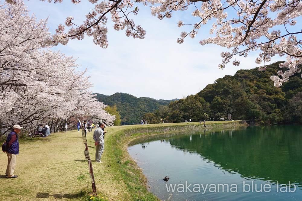 亀池公園 桜のおすすめスポット