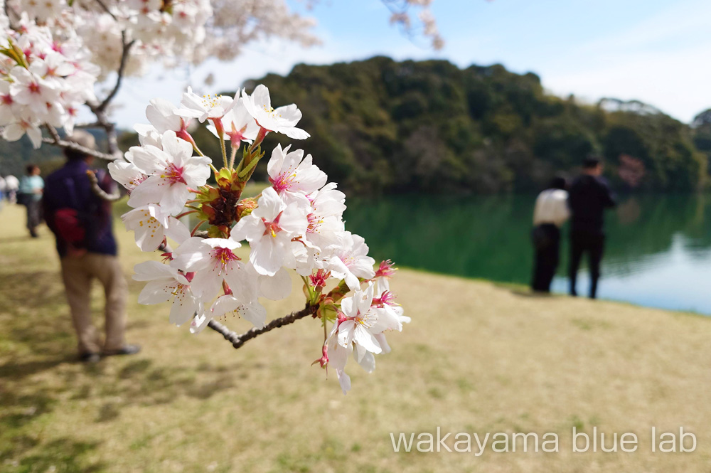 亀池公園 桜の花