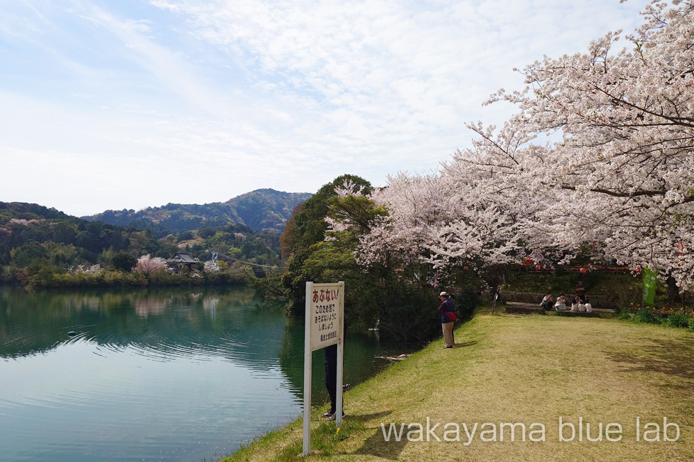 亀池公園 桜の名所