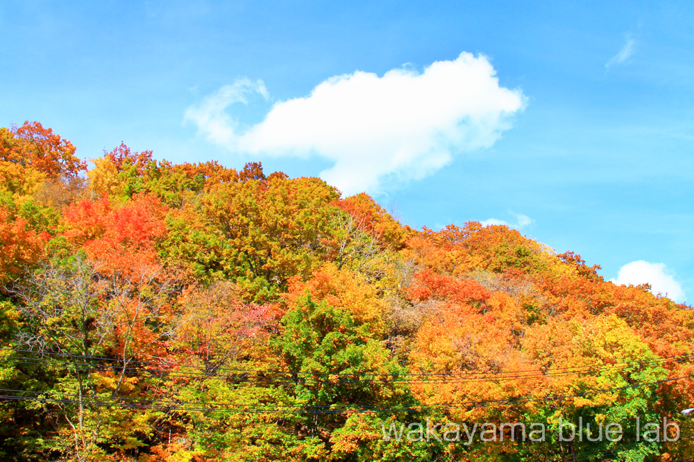 高野龍神スカイライン 紅葉
