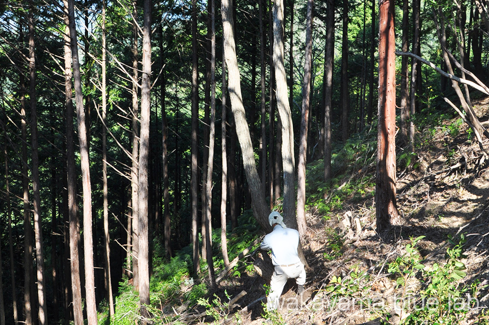 紀州備長炭 ウバメガシ 切り出し