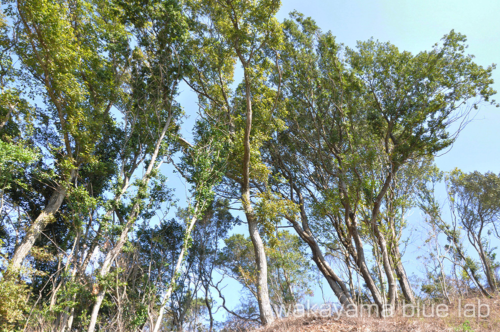 紀州備長炭 原木 ウバメガシ