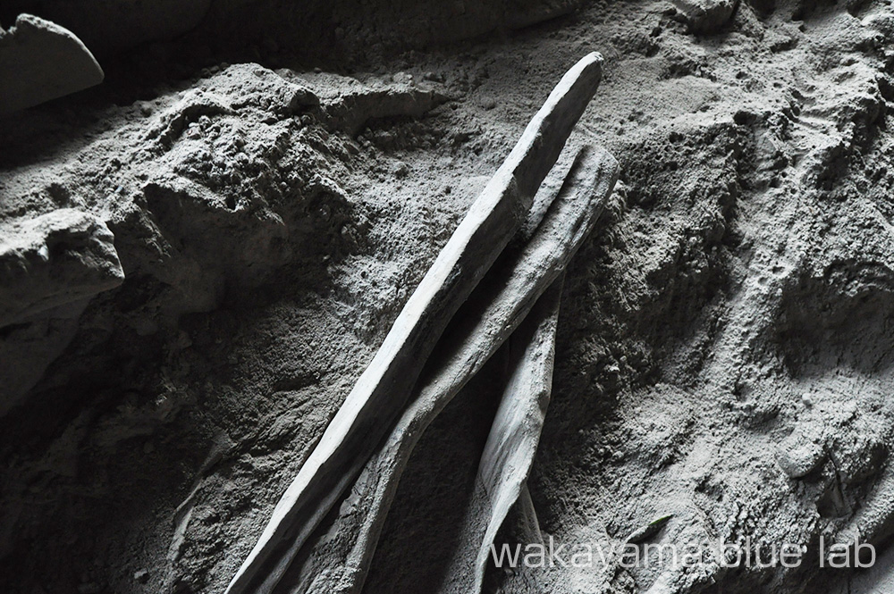 消化 紀州備長炭