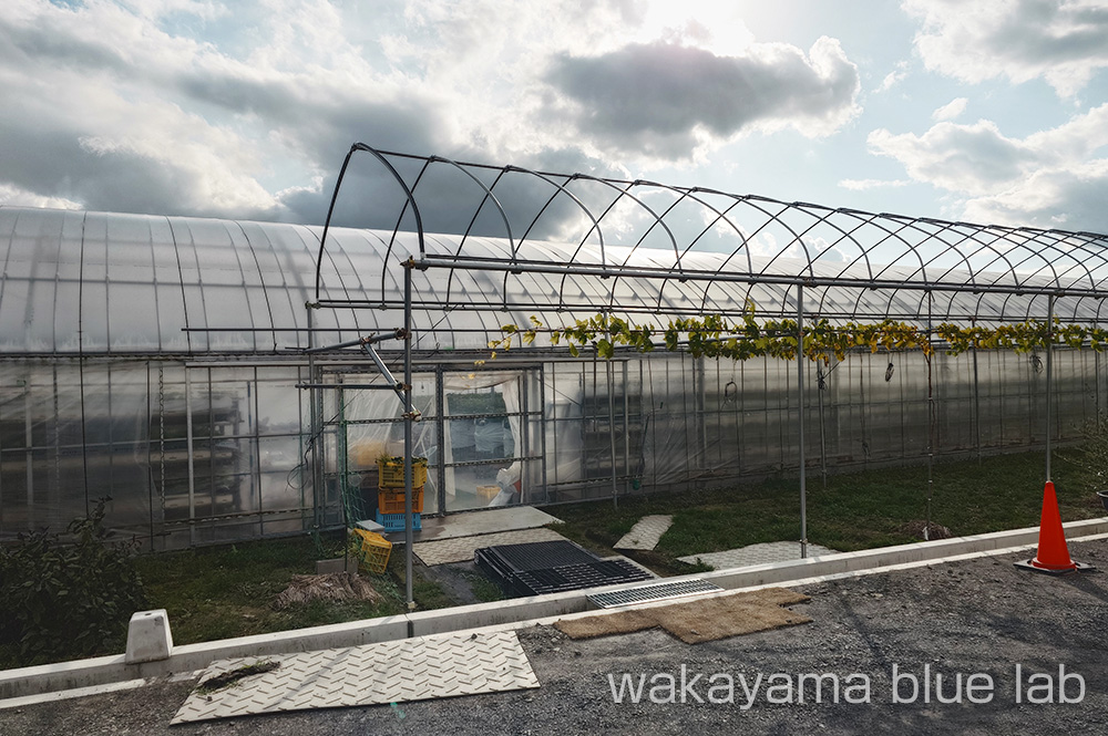 いわつるファーム いちごハウス