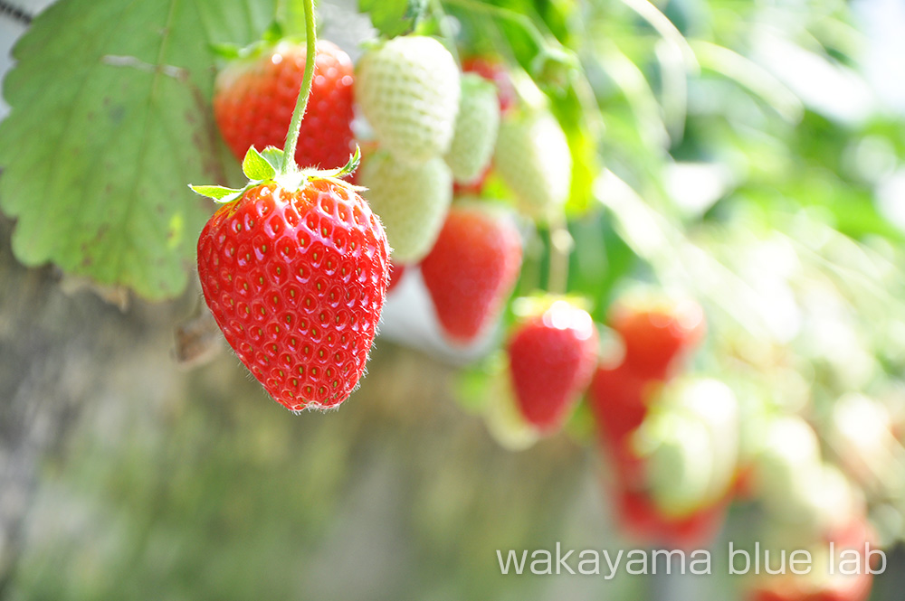 いわつるファーム いちご狩り