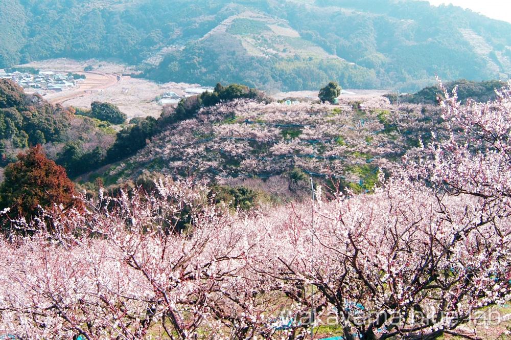 南部梅林 和歌山県みなべ町