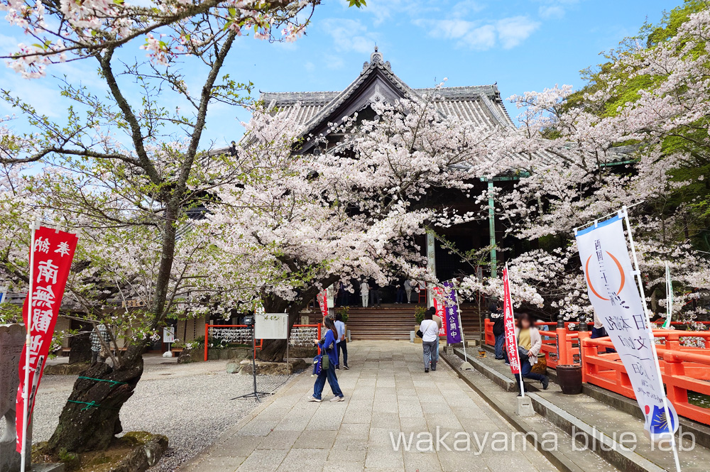 紀三井寺 桜の名所