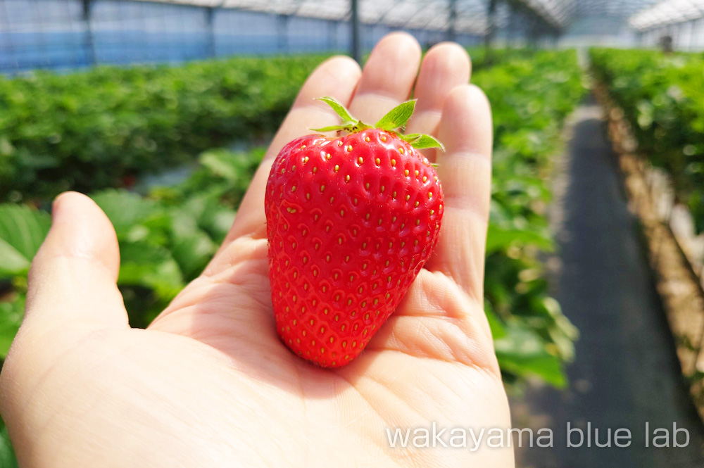 農園紀の国 いちご狩り 大粒まりひめ