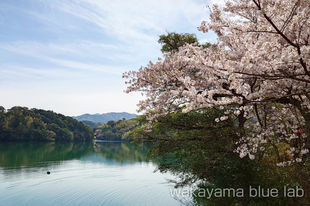 亀池公園 桜の名所